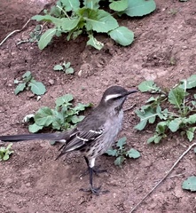 Mimus thenca