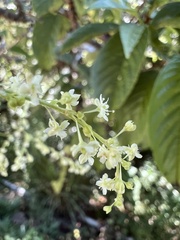 Reynoutria multiflora