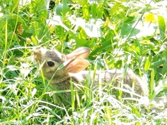 Sylvilagus floridanus