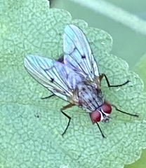 Diptera