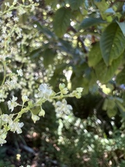Reynoutria multiflora