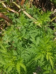 Artemisia annua