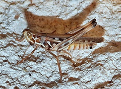 Syrbula admirabilis