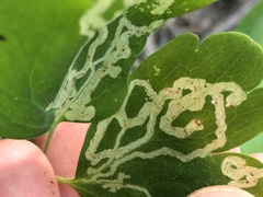 Phytomyza minuscula group