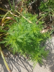 Artemisia annua