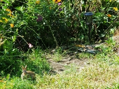 Sylvilagus floridanus
