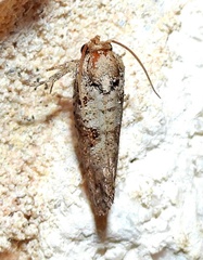 Acrolophus piger