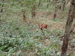 Sus scrofa domesticus