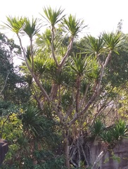 Dracaena cochinchinensis