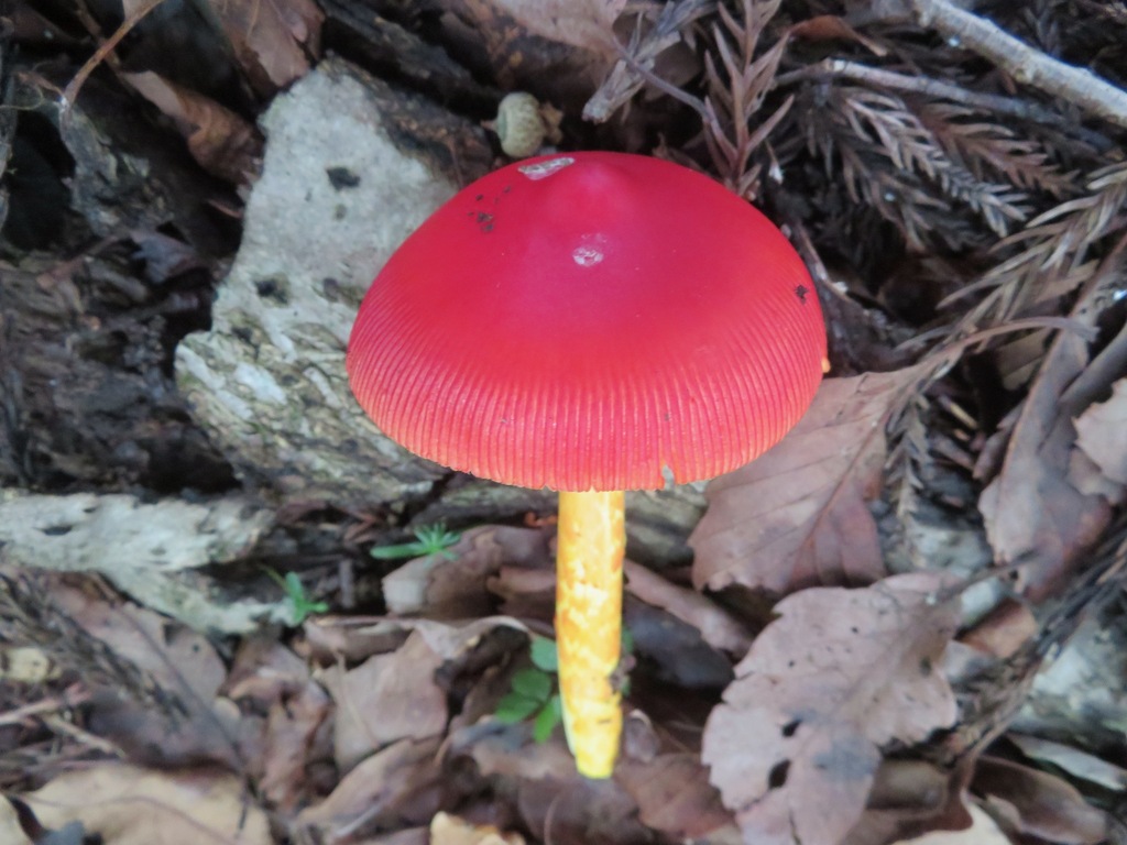 Amanita caesareoides · August 2022 · photo: © belvedere04 (iNaturalist, cc-by-nc)
