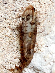 Acrolophus piger