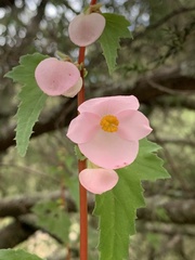 Begonia gracilis