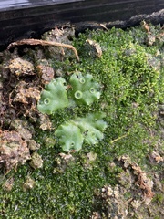 Marchantia