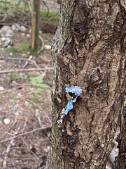 Lobarina scrobiculata