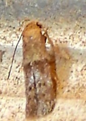 Pigritia