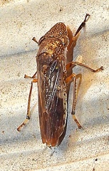 Homalodisca vitripennis