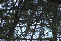 Turdus albicollis