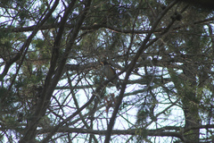 Turdus albicollis