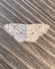 Cyclophora pendulinaria