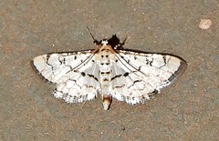 Hileithia rehamalis