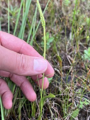 Ophioglossum pusillum