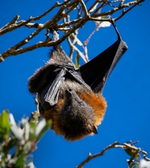 Pteropus poliocephalus