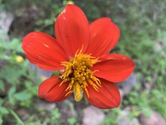 Dahlia coccinea