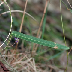 Hardenbergia violacea