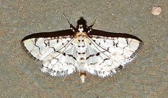 Hileithia rehamalis