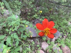 Dahlia coccinea