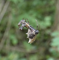 Micrathena gracilis