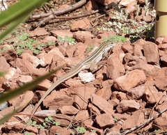 Aspidoscelis uniparens