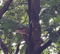 Acridotheres tristis