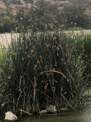 Schoenoplectus californicus