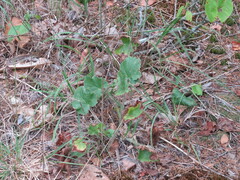 Heuchera richardsonii