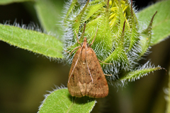 Achyra rantalis