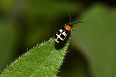 Paranapiacaba tricincta