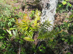 Pellaea pectiniformis