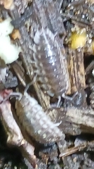 Oniscus asellus