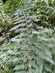 Polystichum andersonii