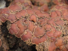 Protopannaria pezizoides