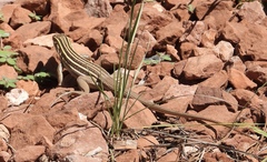 Aspidoscelis uniparens