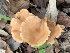 Agaricales