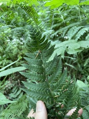 Polystichum andersonii