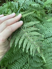 Polystichum andersonii