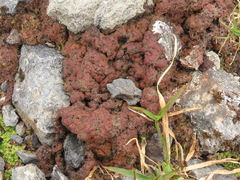 Protopannaria pezizoides