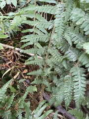 Polystichum andersonii