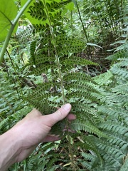 Polystichum andersonii