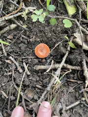 Fungi