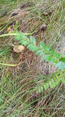 Gleditsia triacanthos